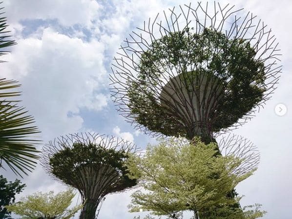 Photo of Gardens by the Bay Singapore at Supertree Grove, OCBC Skyway, Marina South, Central, 18953, Singapore