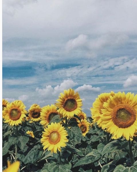 Photo of Davis Feed & Farm Supply at Mountainview Road, Caledon East, Caledon, Peel Region, Golden Horseshoe, Ontario, L7C 2W8, Canada. Let’s talk sunflowers! I have 6 remaining…