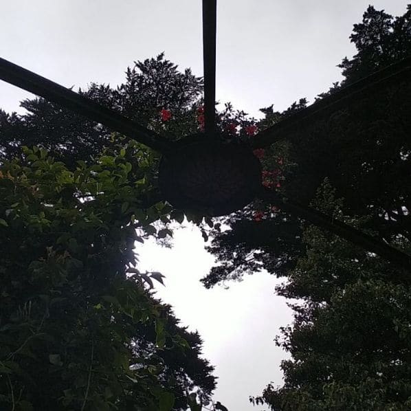 Photo of San Francisco Botanical Garden at San Francisco Botanical Garden, 1199, 9th Avenue, Inner Sunset, San Francisco, California, 94122, United States
