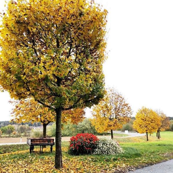 Photo of Bad Blumau at 8, Loimeth, Bad Blumau, Bezirk Hartberg-Fürstenfeld, Styria, 8283, Austria
